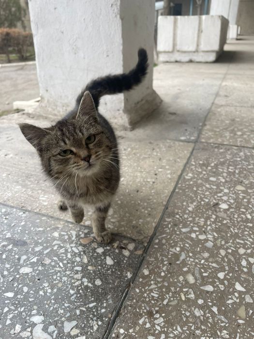 Отдам котят добрым людям