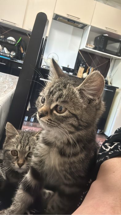 Отдам двух котят в добрые руки  едят все  ходят в лоток