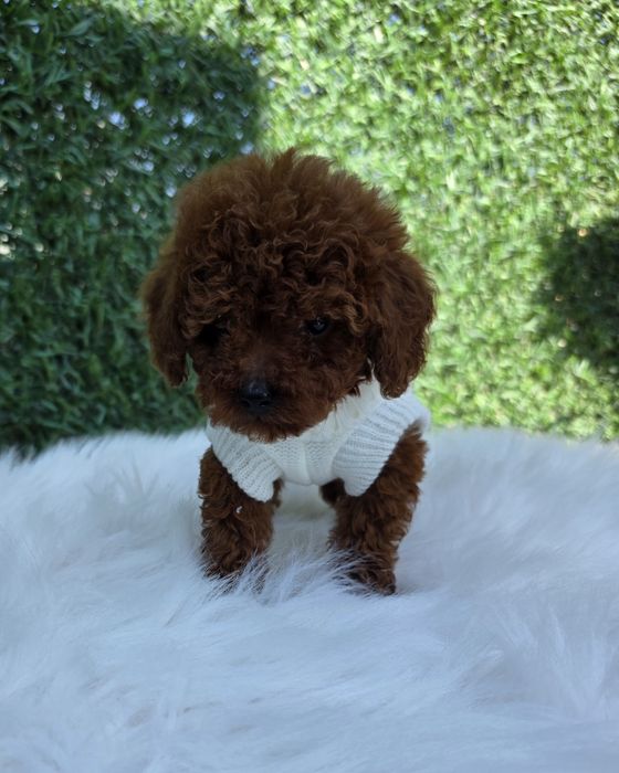 Резервирано !Пудел той момче с документ за произход