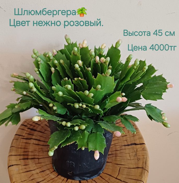 Комнатные цветы!