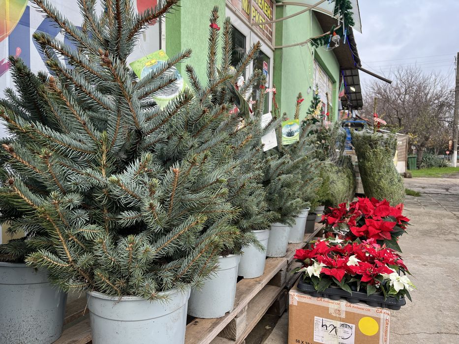 Жива елха с корен в контейнер