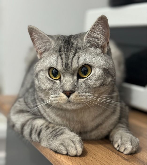Кот в добрые руки