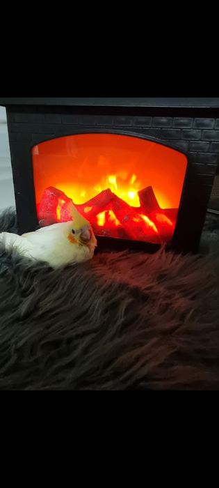 Puiutii de papagali diferite specii blanzi crescuți la siringa!