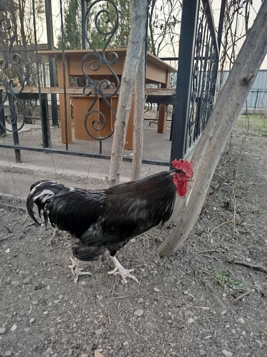 Продам черного петуха