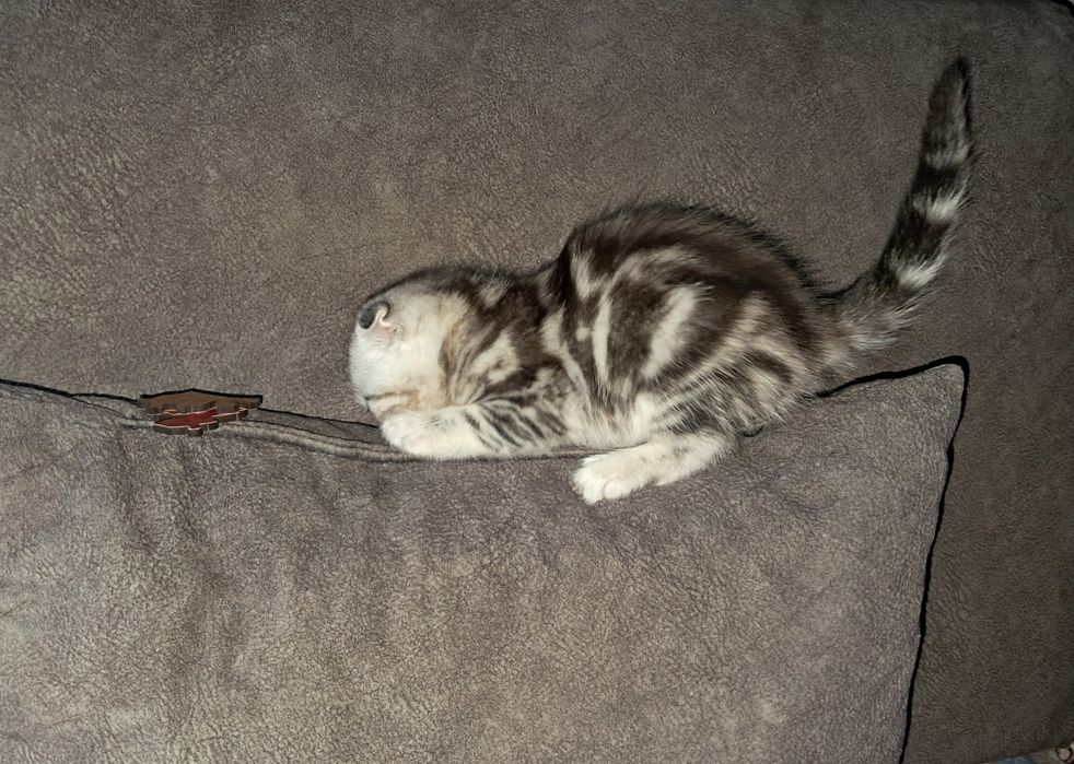 Шотландский Вислоухий котёнок
