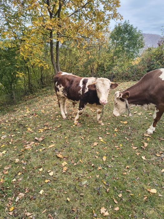 Vițel de vanzare