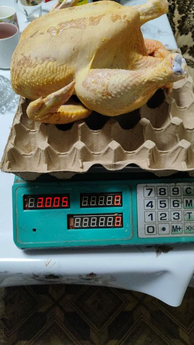 Кобб-500 бройлерные цыплята