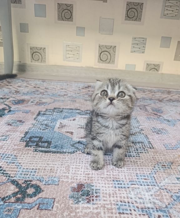 Продаются вислоухие котята!