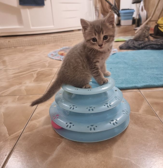 Котята  скоттиш страйт и фолд.