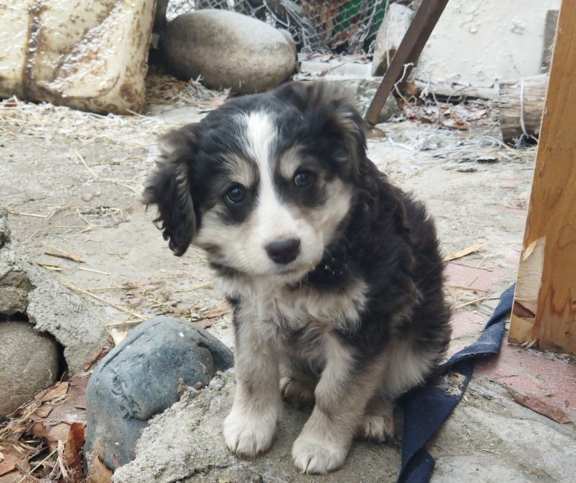 Отдам щенка в добрые руки