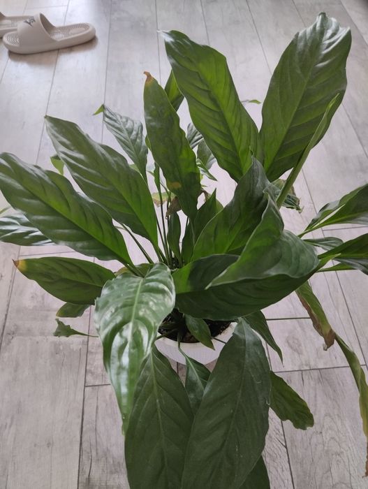 Цветок Женское счастье