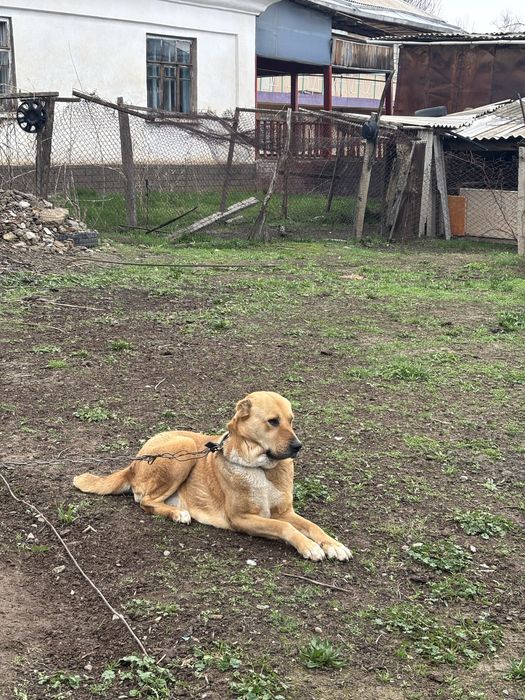 Продам Алабай город Сарыагаш