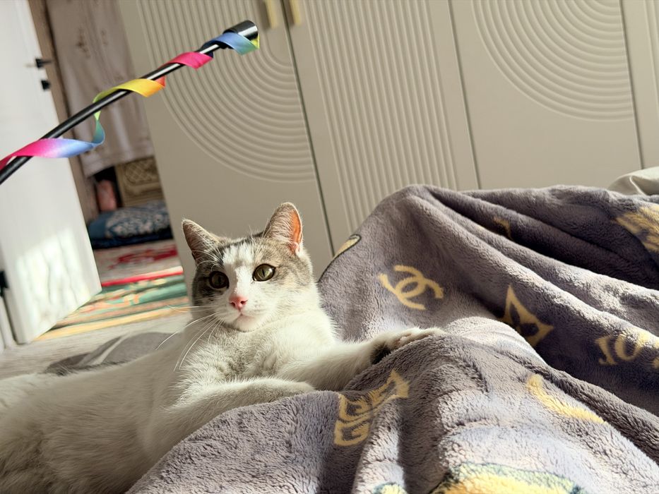Кошка, которой один год и девять месяцев.