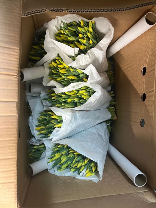 Свежие голландские тюльпаны