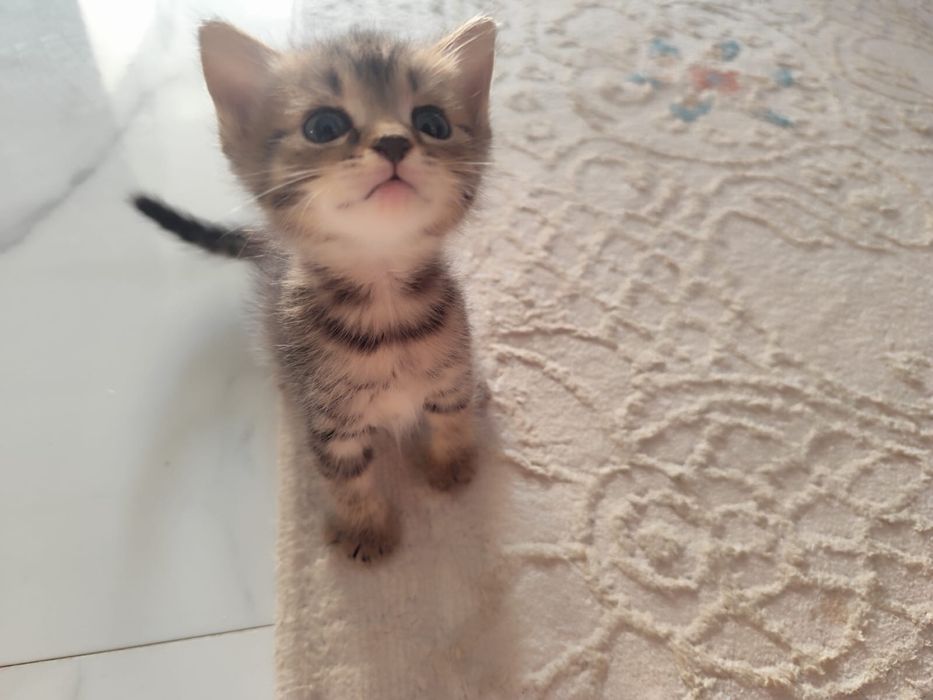 Кошка 2-3 месяца