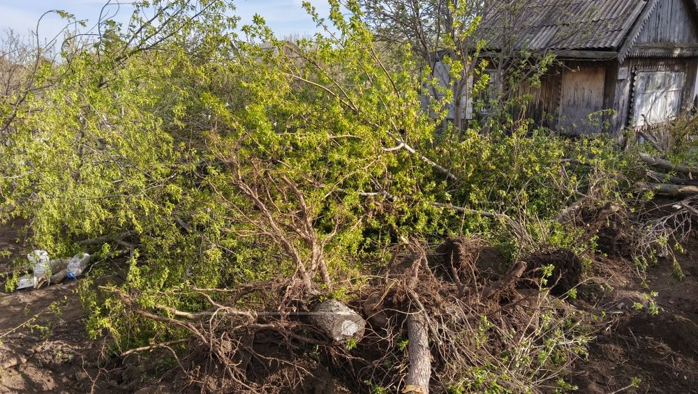 Деревья на дрова самовывоз