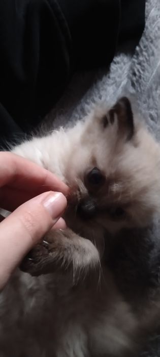 Котенок пушистый