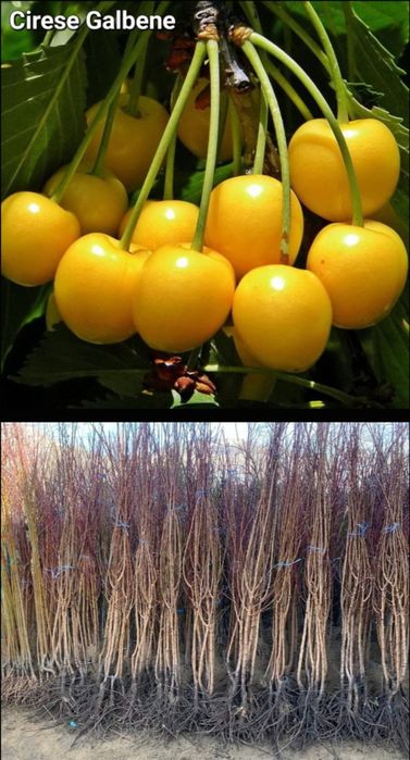 Meri-pomi fructiferi