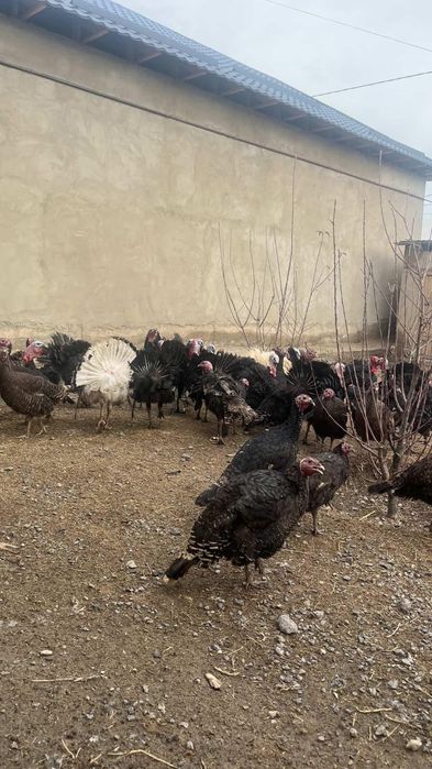 Ундюк кораздары сатылады!