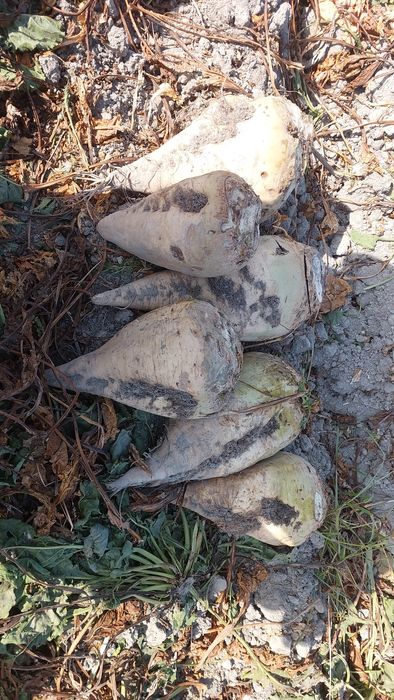 Qand lavlagi mol quy va yeyish uchun shakar lavlagi