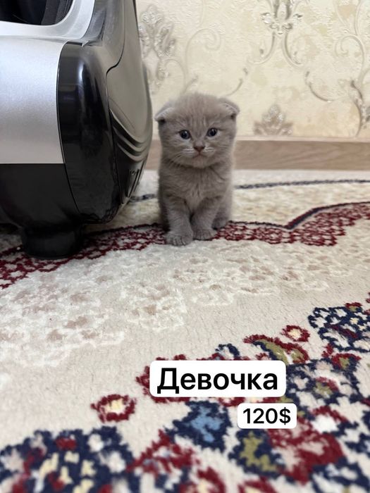 продаются котята, чистокровные