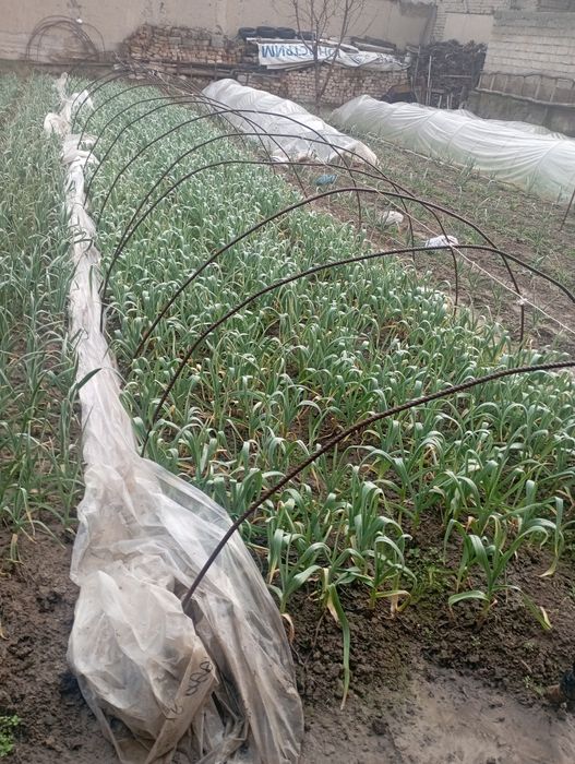 Poliz mahsuloti chesnok