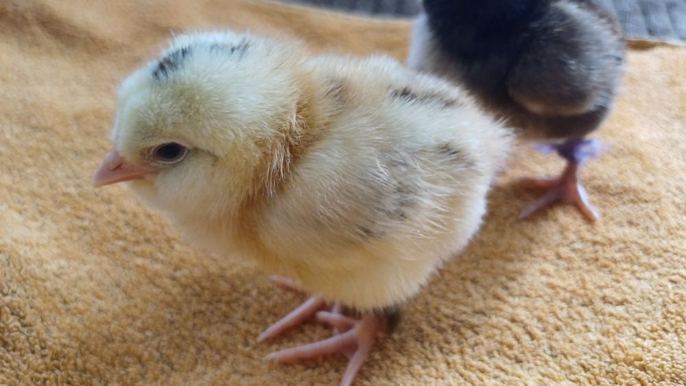 Продам цыплят несушки