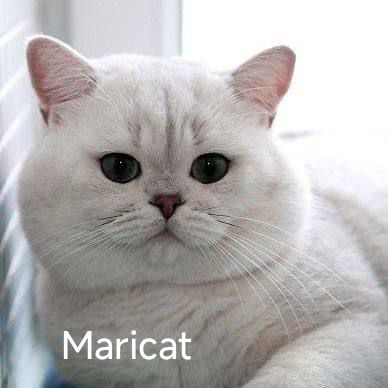 ВЯЗКА!!! Британец серебро шиншилла