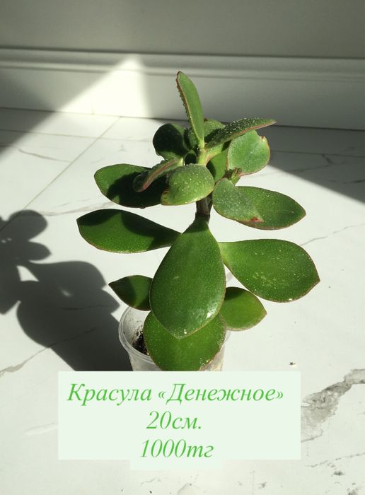 Комнатные растения. Актобе