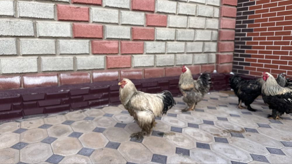 Тауық қораз бар бағасына келісеміз