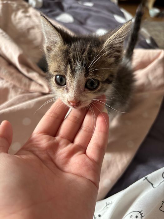 Котёнок в добрые руки
