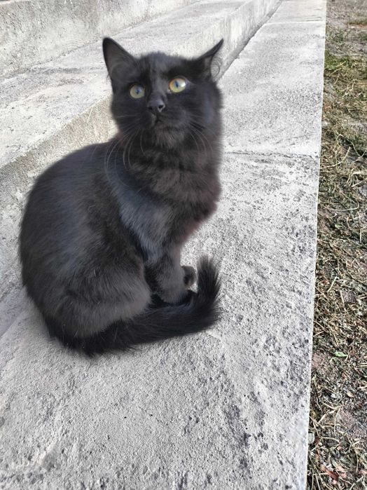 Котята бесплатно