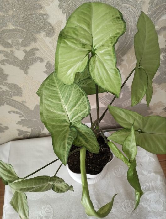 Сингонеум 3500 тенге