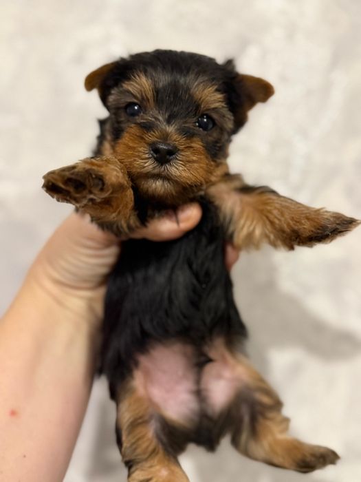 Йоркширские терьеры мальчики