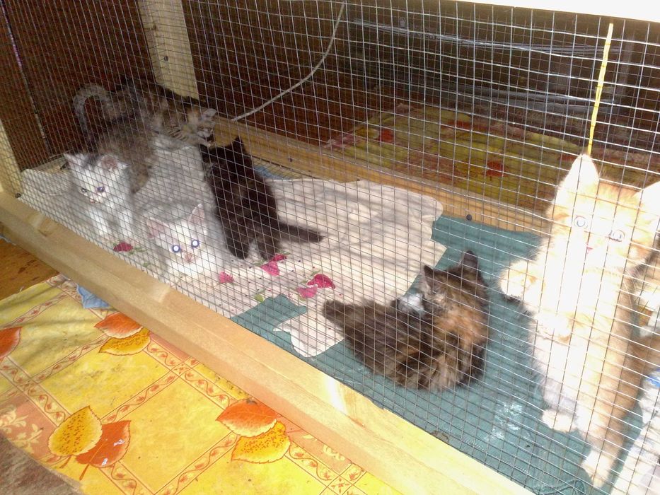 Передержка для котят, возможно дальнейшее самостоятельное пристройство