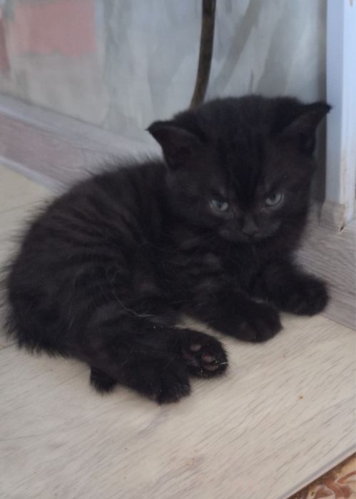 Котята британцы в хорошие руки