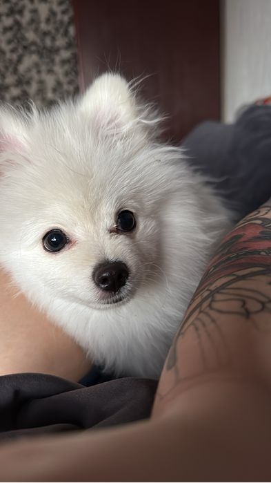 Шпиц с родословной