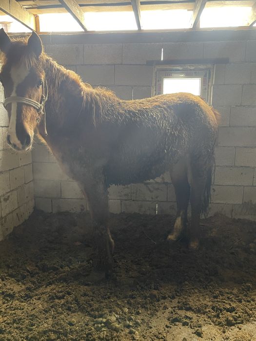 Семиз байтал жылкы