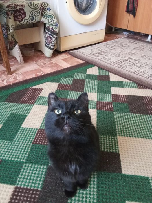 Отдам кошечку в добрые руки