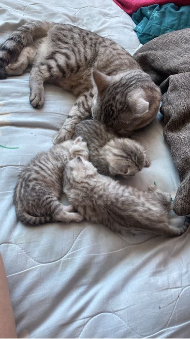 Продам катять скотиш фолд