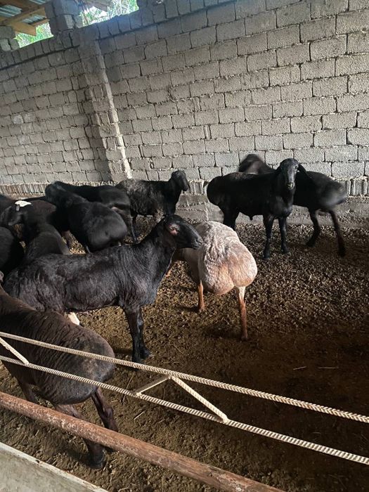 40 kilodan 80 kilogacha bo’lgan qo’chqorlar