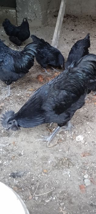 Ухейилюй жужалари, Uxeyilyuy joʻjalari chiqishni boshladi