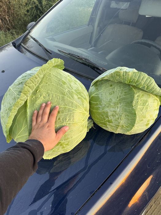 Varza murata vidata sau la butoi