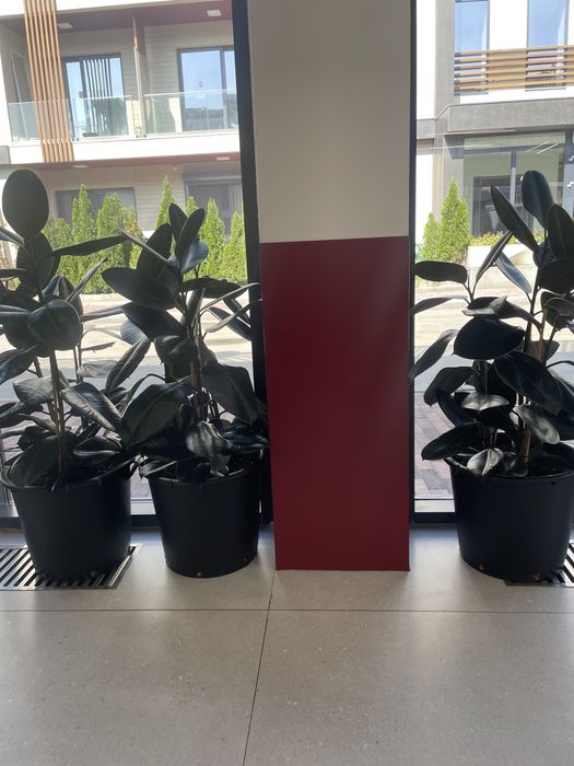 фикус темнолистовой