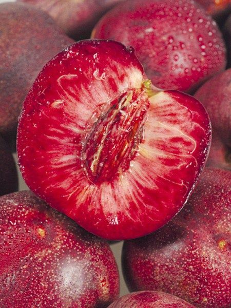 Pomi Fructiferi  deosebiti  nectarin sanguine d Auvergne"