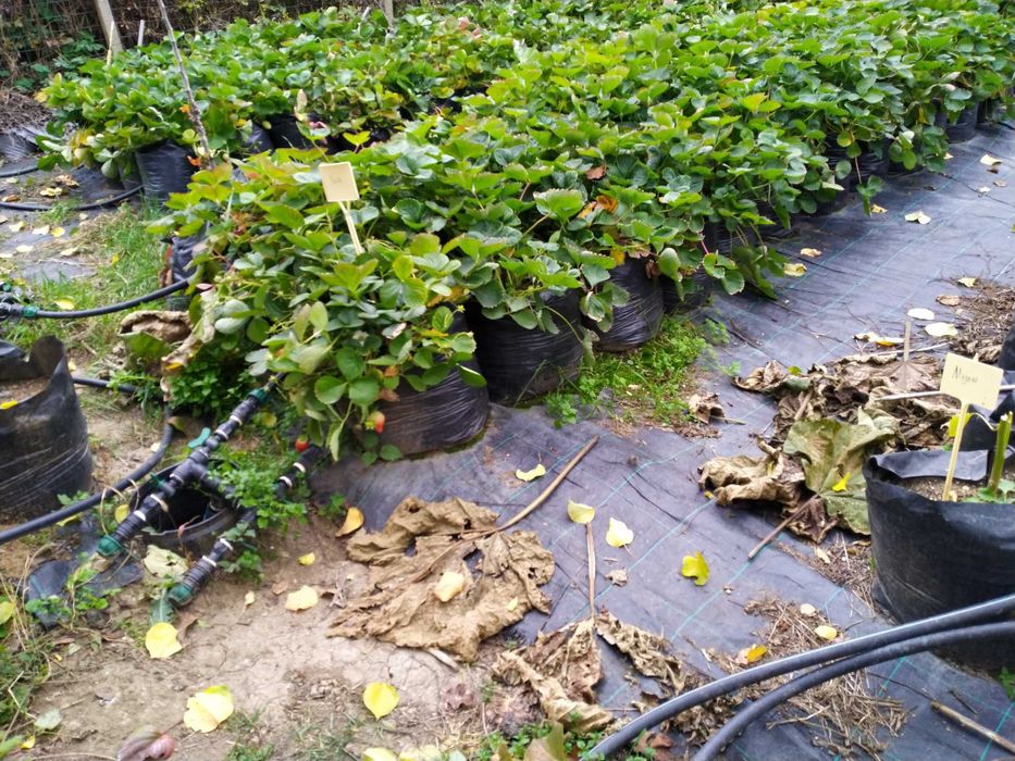 Ягоди разсад - лятна кампания