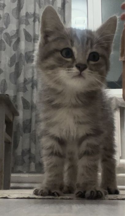Отдам котенка в добрые руки