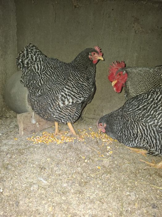 Plymouth rok barat vând sau schimb