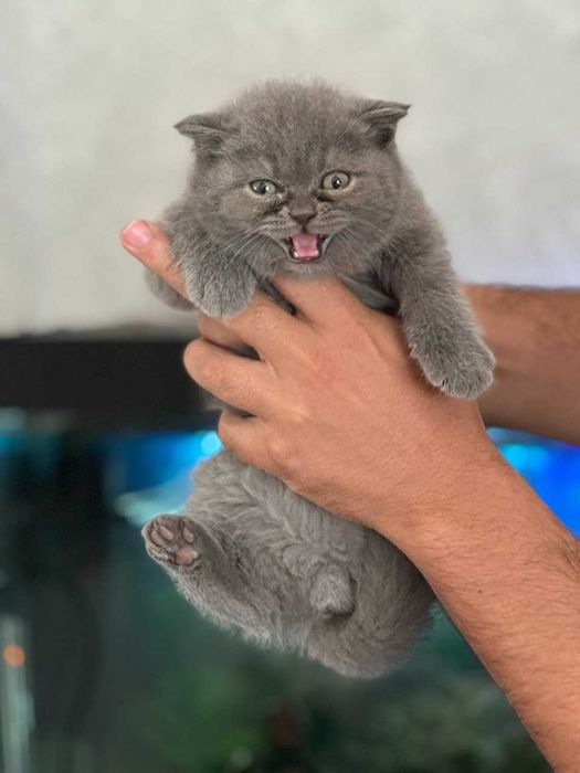 Britanski mushuk sotamiz