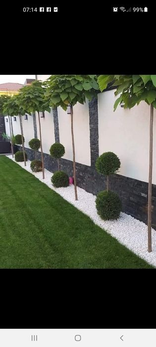 Magnolia  Catalpa Spirale Copaci